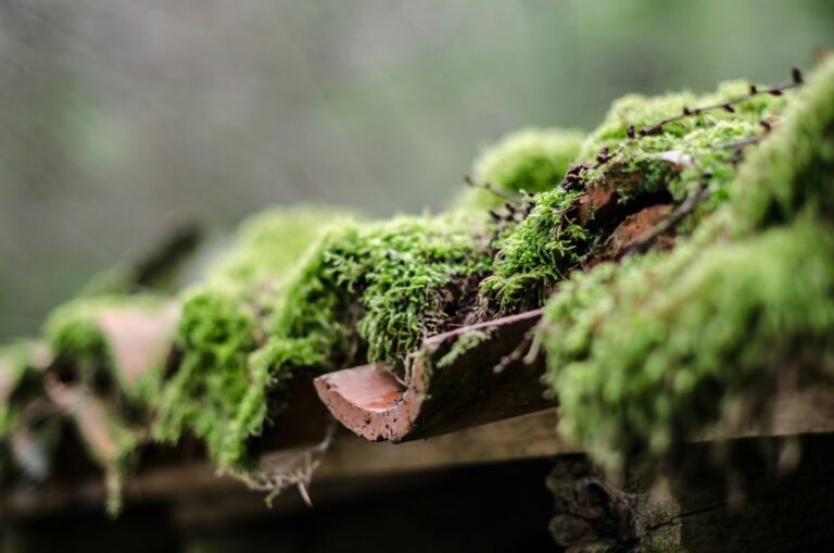 Lire la suite à propos de l’article Comment nettoyer la mousse de son jardin : Guide pratique