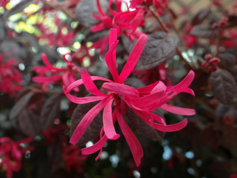 Lire la suite à propos de l’article Découvrez le Loropetalum : l’arbuste aux mille couleurs pour sublimer votre jardin